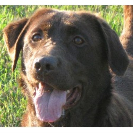 retriever breeder labrador carolina north acres labradors joyful