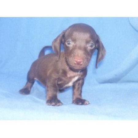 Country Dachshund Kennel, Dachshund Breeder in Ganado, Texas