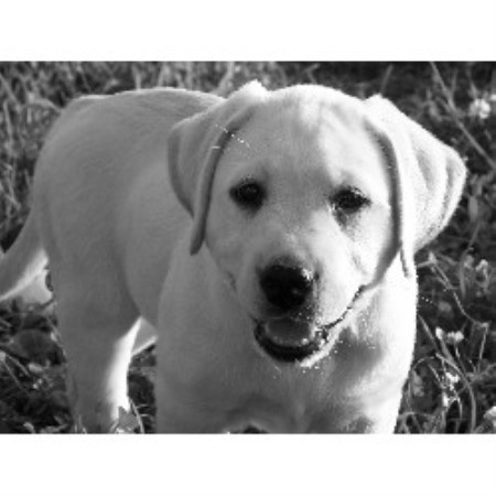 Presidential Labradors, Labrador Retriever Breeder in ...