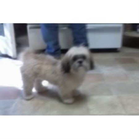 Playful Pups For You Shih Tzu Breeder In North Augusta South