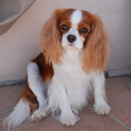 cavalier king charles spaniel az rescue