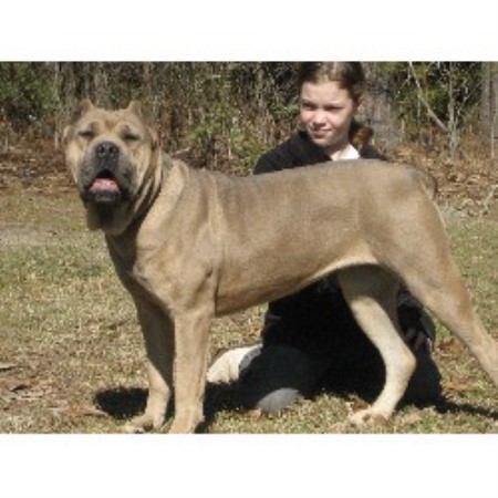 Cypress Arrow Cane Corso Breeder In Lena Louisiana