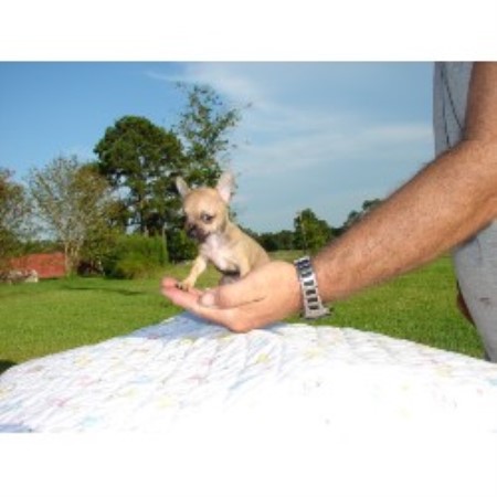 paws precious chihuahua breeder texas