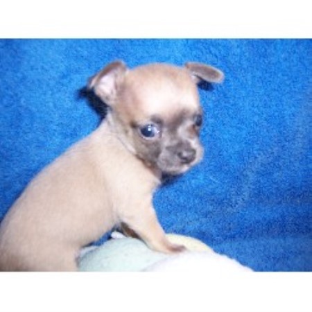 mini chihuahua breeders