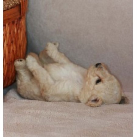 breeder labradoodle wisconsin ridge prairie farm