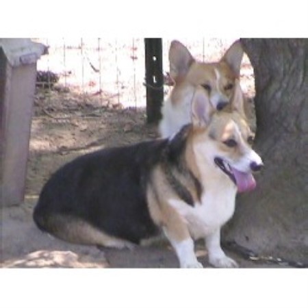 welsh pembroke corgi kennels broken breeder louisiana breeders freedoglistings