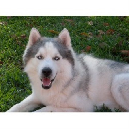 Prideland Puppies, Siberian Husky Breeder in Bartow, Florida