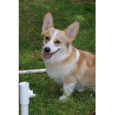 36 Best Photos Corgi Puppies For Sale Oregon / Cardigan Welsh Corgi Dog Breed Profile Petfinder