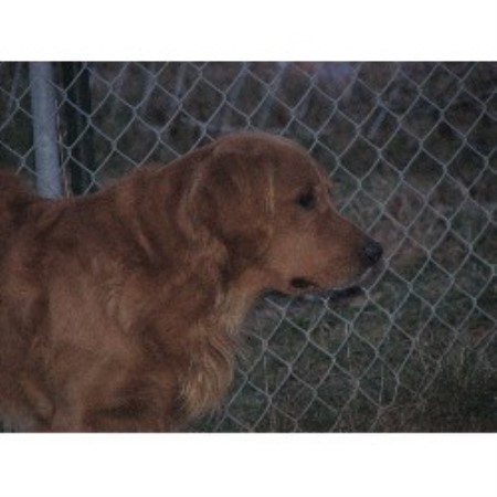 retriever breeder golden dog