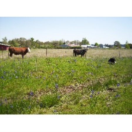 Butte Ranch Enterprises, Border Collie Breeder in Lebanon ...