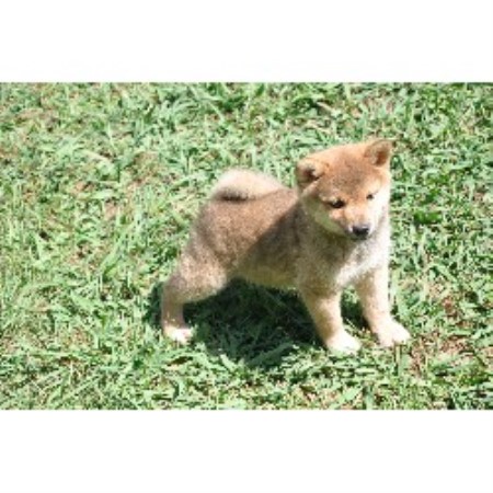 Showboat Shiba Inu Shiba Inu Breeder In Thomaston Georgia