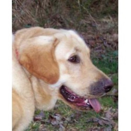 georgia retriever breeder labrador kennels allen