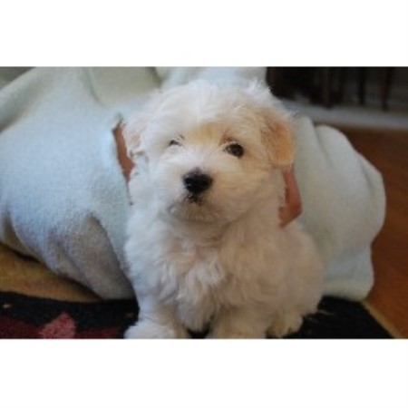 Cotons Of Adams Eden, Coton De Tulear Breeder in Plainwell, Michigan