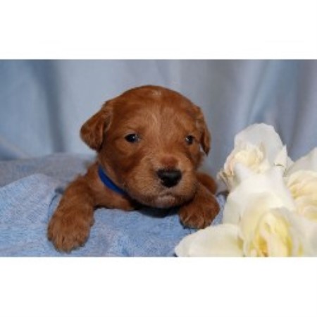 Hoosier Doodles, Goldendoodle Breeder in Arlington, Indiana