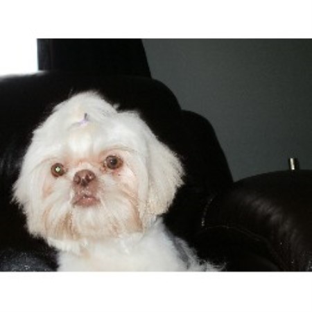 Tiny Gem Shih Tzu Shih Tzu Breeder In Chatham Kent Ontario