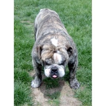 Crawford Bulldogs, English Bulldog Breeder in Findlay, Ohio