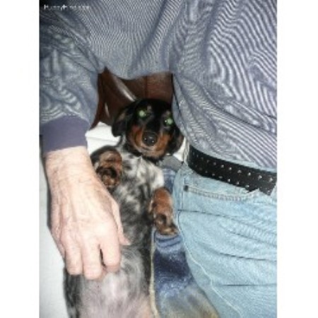 Linda, Dachshund Breeder in Pottsville, Pennsylvania