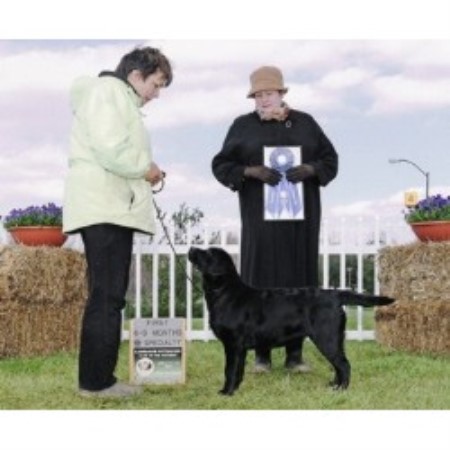 Berryhill Retrievers, Labrador Retriever Breeder in ...