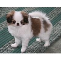 Japanese Chin Breeders near you