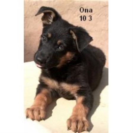 Dragon German Shepherd, German Shepherd Dog Breeder in ...