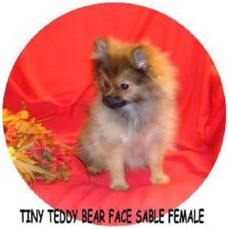 bear face pomeranian breeder