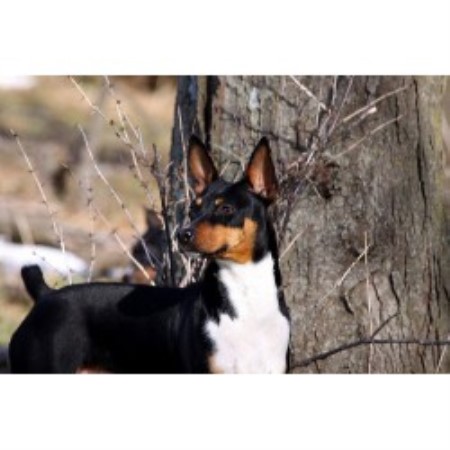 seegmiller standard rat terriers