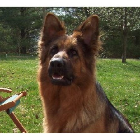 Euro Deja German Shepherd Dog Breeder In Hagerstown Maryland
