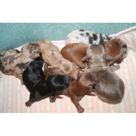 R Darlin Dachshunds, Dachshund Breeder in Independence, Oregon