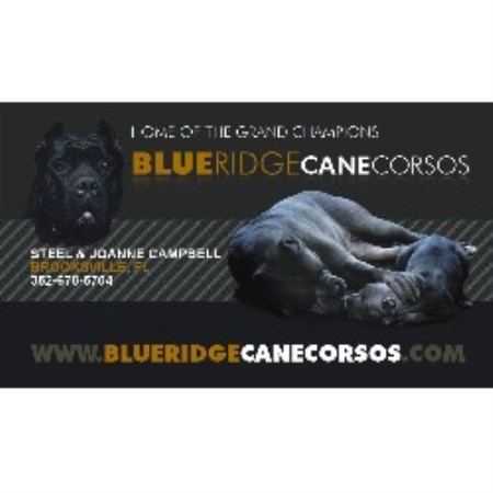 Blue Ridge Cane Corsos Cane Corso Breeder In Brooksville