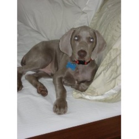 Heaven Sent Kennels, Weimaraner Breeder in Cookstown, New ...