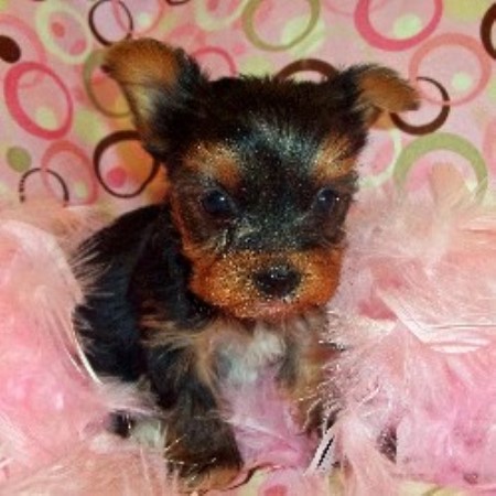 Kkbelle's Kennel, Yorkshire Terrier Breeder in Wasilla, Alaska