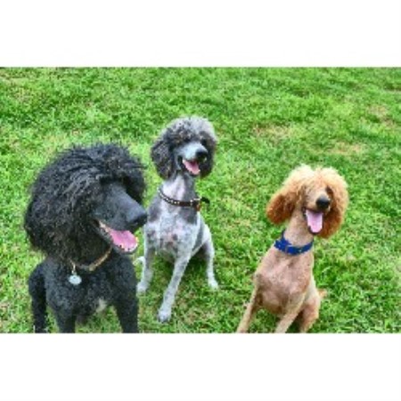 Mesquite Brush Standard Poodles, Poodle Standard Breeder ...