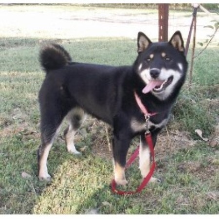 Prairie Shibas Shiba Inu Breeder In Trenton Nebraska