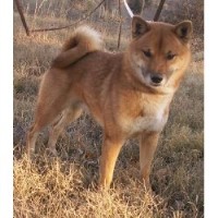 Shiba Inu Breeders In Nebraska