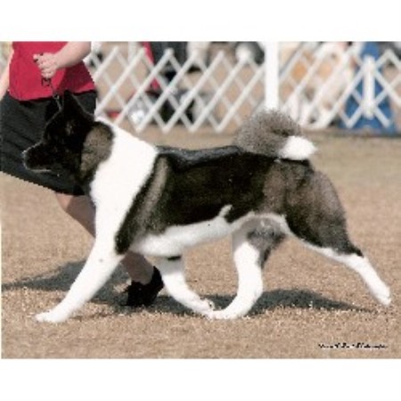 Eiserntor, Akita Breeder in Mims, Florida