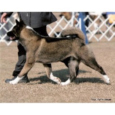 Eiserntor, Akita Breeder in Mims, Florida