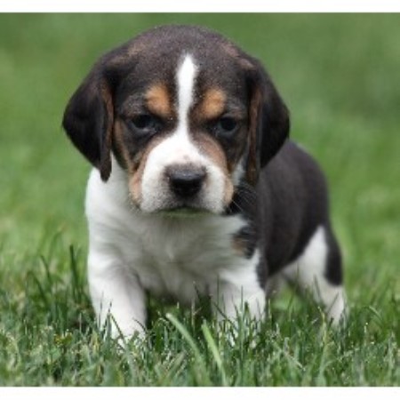 Spring Creek Beagles, Beagle Breeder in Allenwood, Pennsylvania