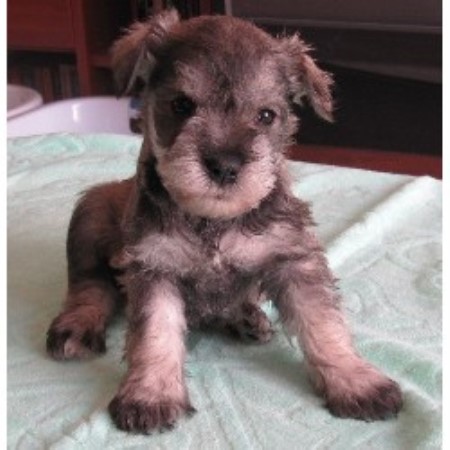 Puppies On The Bridge, Miniature Schnauzer Breeder in Woodbridge, Ontario