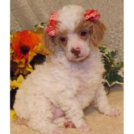 toy poodle breeder poodles parti mexico dreamtime red breeders freedoglistings