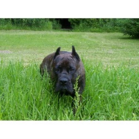 Go Bodybuilding Workout Cane Corso For Sale Ohio