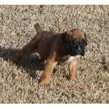 Mnr's Euro Boxers, Boxer Breeder in Rocky Mount, North ...