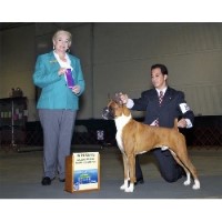 Boxer Breeders in North Carolina