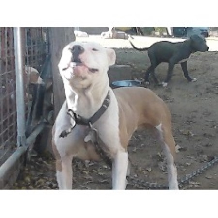 Elliott Kennels American Pit Bull Terrier Breeder In