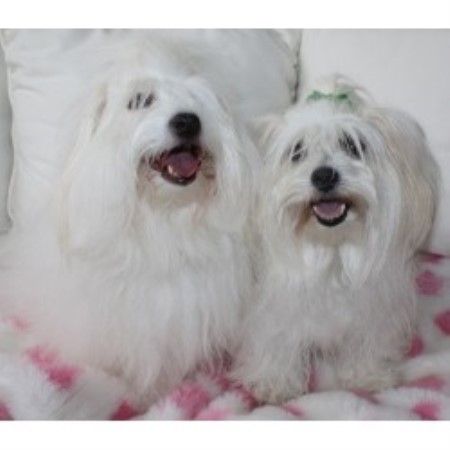 Coton Downs, Coton De Tulear Breeder in Woodland Hills, California