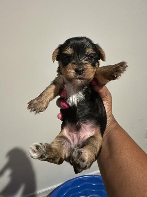 Kizzie’s Beautiful Yorkshire Terriers