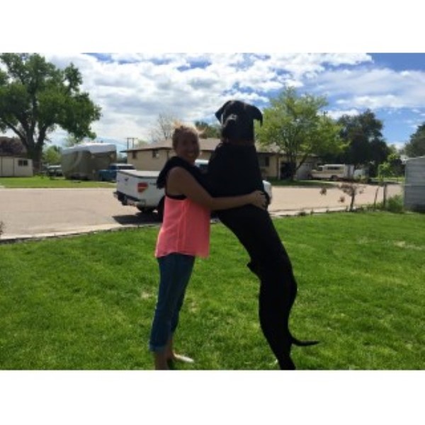 Northern Colorado Great Dane, Great Dane Stud in Fort ...