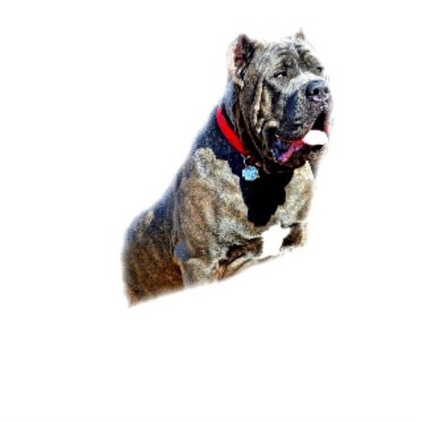 Hierarchy Cane Corso Cane Corso Breeder In Atlanta Georgia