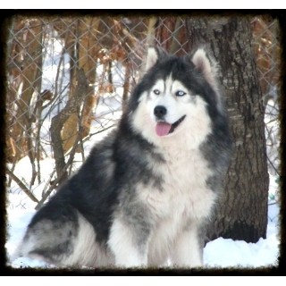 Siberian Husky Breeders and Kennels | FreeDogListings