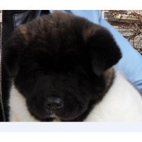 Akita Breeders near you