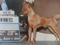 Miniature Pinscher Breeders near you